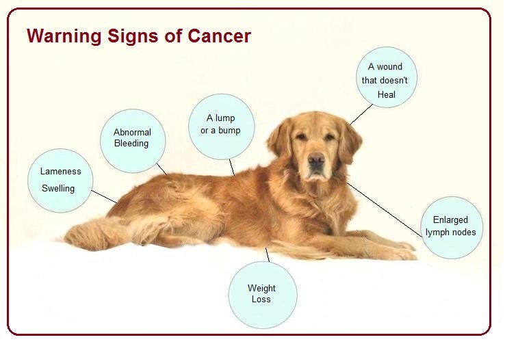 vanellacakeu's tweet photo. The leading cause of death in golden retrievers is cancer. They have one of the highest rates for cancer, falling at around 60%. It's a devastating number to see. #39canimals https://t.co/IfYXIwMsJD https://t.co/ucwhMJQLhE