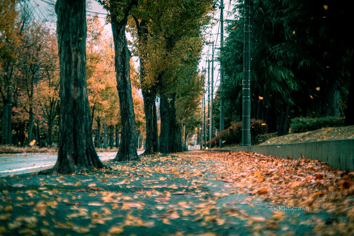 風が走り寄ってきた。

EOS 5D Mark3   FD 50mm f/1.4 s.s.c   

#山形県 #お写ん歩 
#キヤノン党でほめあいたい 
#photograghy 
#写真で伝えたい私の世界 
#まるで絵画のような1枚 
#秋色 #秋 #オールドレンズ