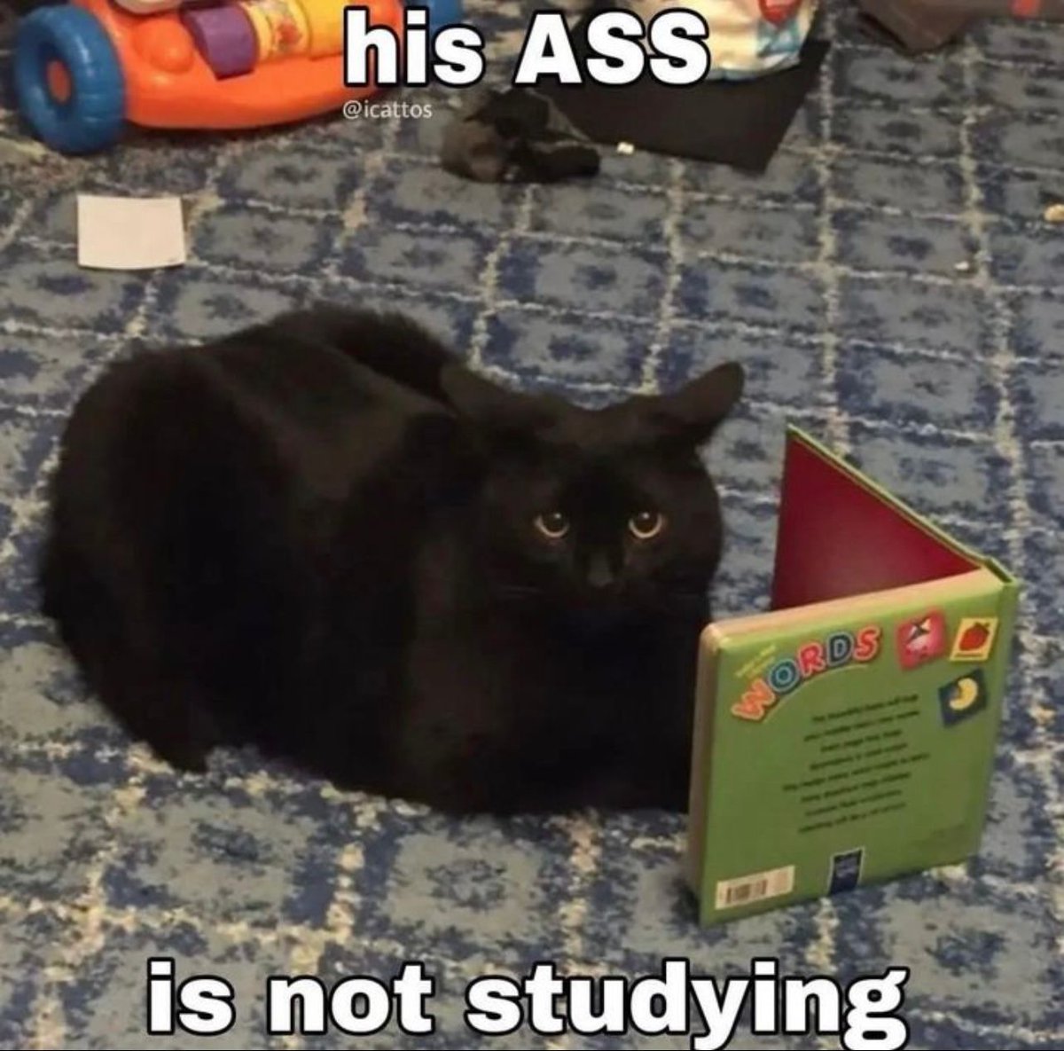PostsOfCats's tweet photo. https://t.co/NRiHqMAk4M
