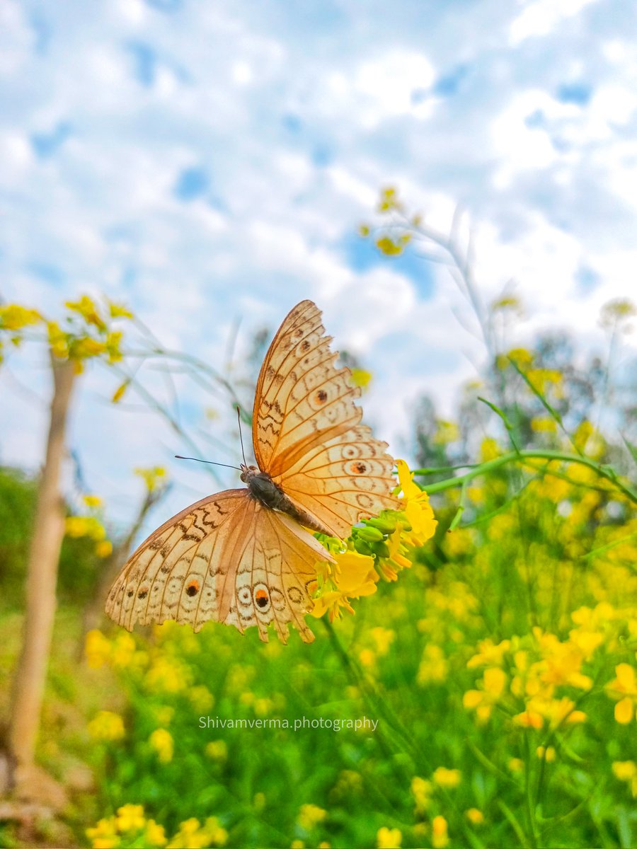 Shivamver45's tweet photo. Butterfly Love 🤗
I'D -Grey pansy(Junonia atlites)
Shot on @oppo 
Barabanki Utter Pradesh 

#Butterflies #photography #NatureBeauty #butterfly #photographer #bbcearth #photo #NatureBeauty https://t.co/bq6oAfBurc