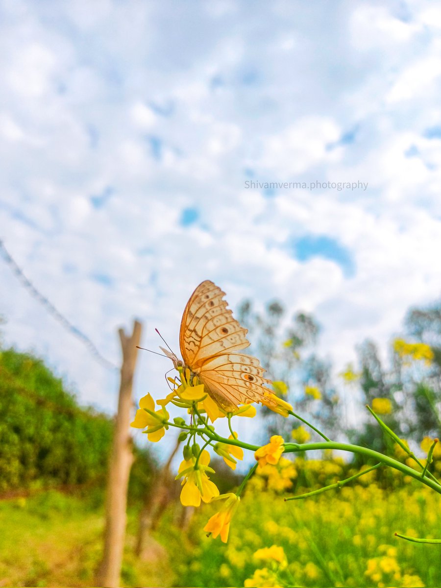 Shivamver45's tweet photo. Butterfly Love 🤗
I'D -Grey pansy(Junonia atlites)
Shot on @oppo 
Barabanki Utter Pradesh 

#Butterflies #photography #NatureBeauty #butterfly #photographer #bbcearth #photo #NatureBeauty https://t.co/bq6oAfBurc
