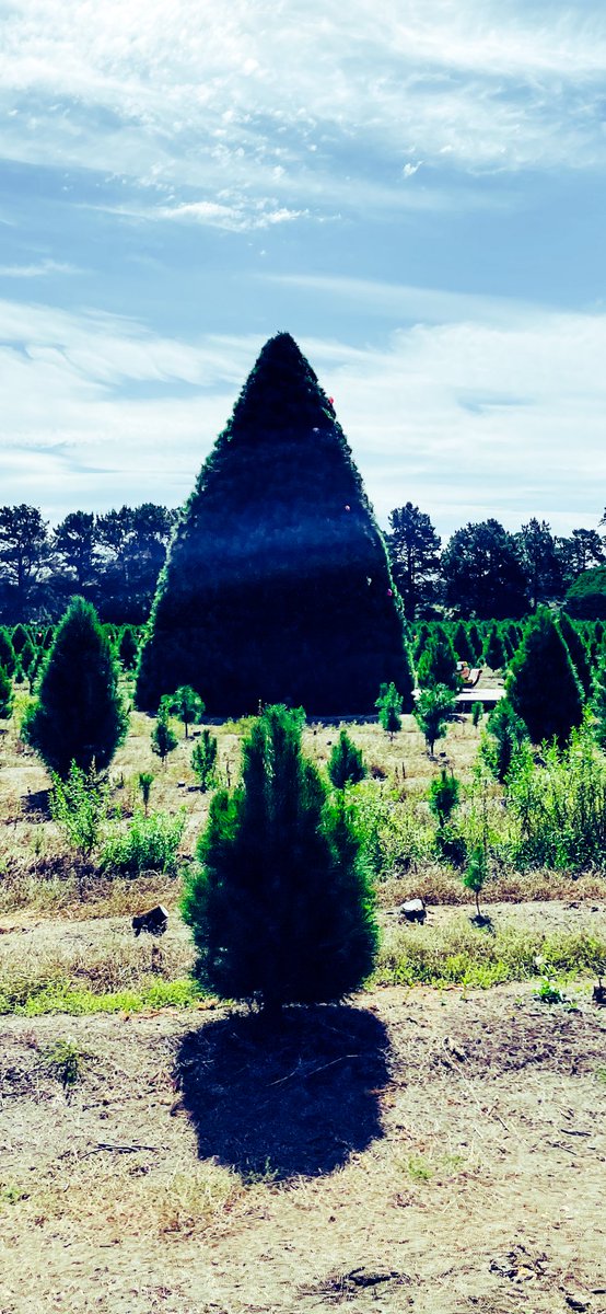 all of Melbourne tweet media