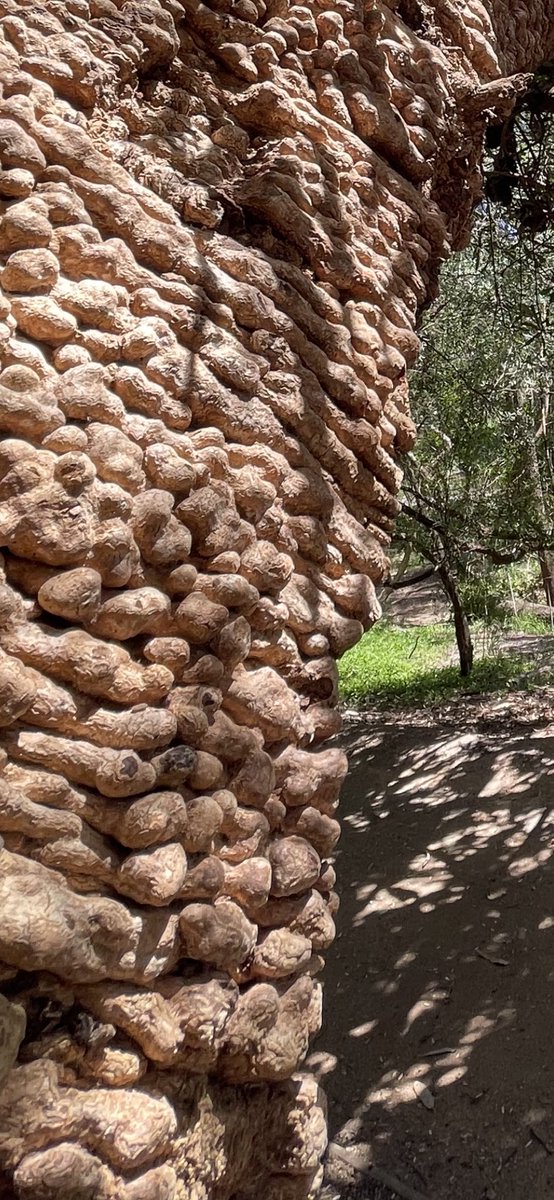 all of Melbourne tweet media