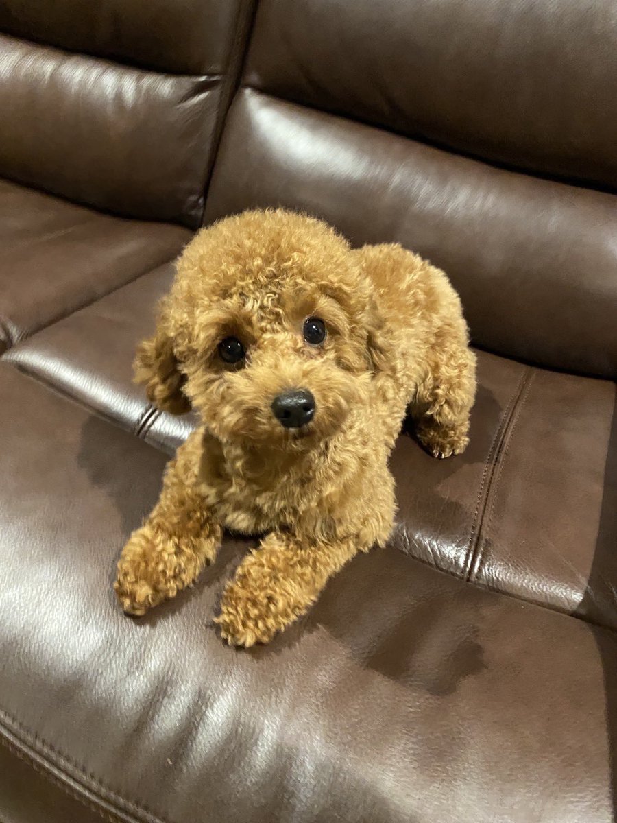 h11990806's tweet photo. 友達の愛犬が迷子になりました。

12月5日 17時40分頃
トイプードル
岡山県倉敷市真備町有井にて
ハーネス 黄色で首元にリボン
ハーネスの紐が青色のドット
持ち手にREOと書いたシール。

些細な情報でもありましたらDMもしくは
飼い主さんの番号に08028883565
宜しくお願いします
#迷子犬 #拡散希望 https://t.co/f8VeYBy6qb