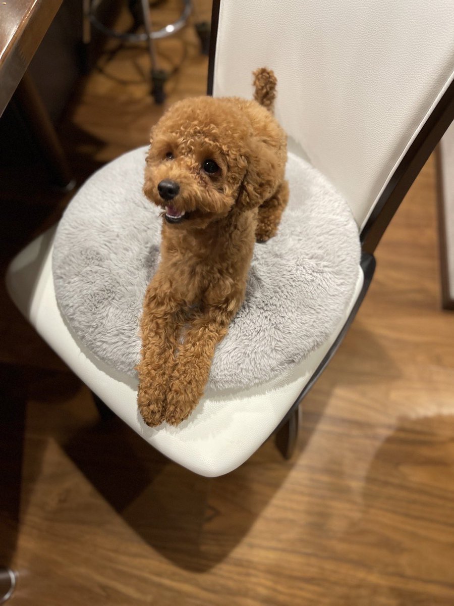 h11990806's tweet photo. 友達の愛犬が迷子になりました。

12月5日 17時40分頃
トイプードル
岡山県倉敷市真備町有井にて
ハーネス 黄色で首元にリボン
ハーネスの紐が青色のドット
持ち手にREOと書いたシール。

些細な情報でもありましたらDMもしくは
飼い主さんの番号に08028883565
宜しくお願いします
#迷子犬 #拡散希望 https://t.co/f8VeYBy6qb