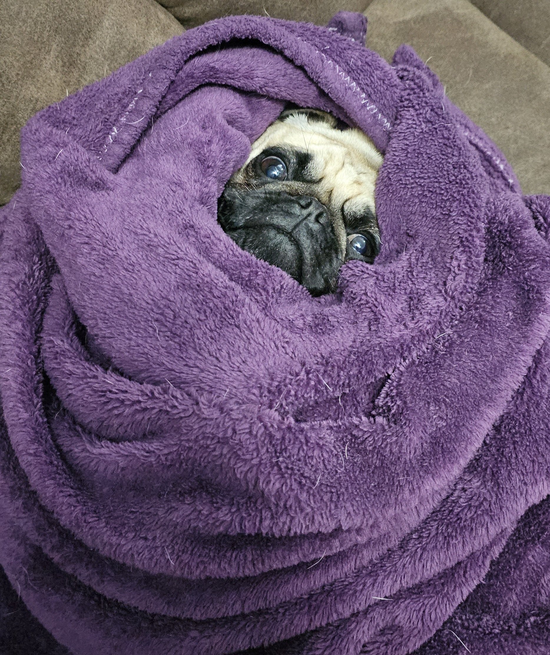 Pug in a blanket sale