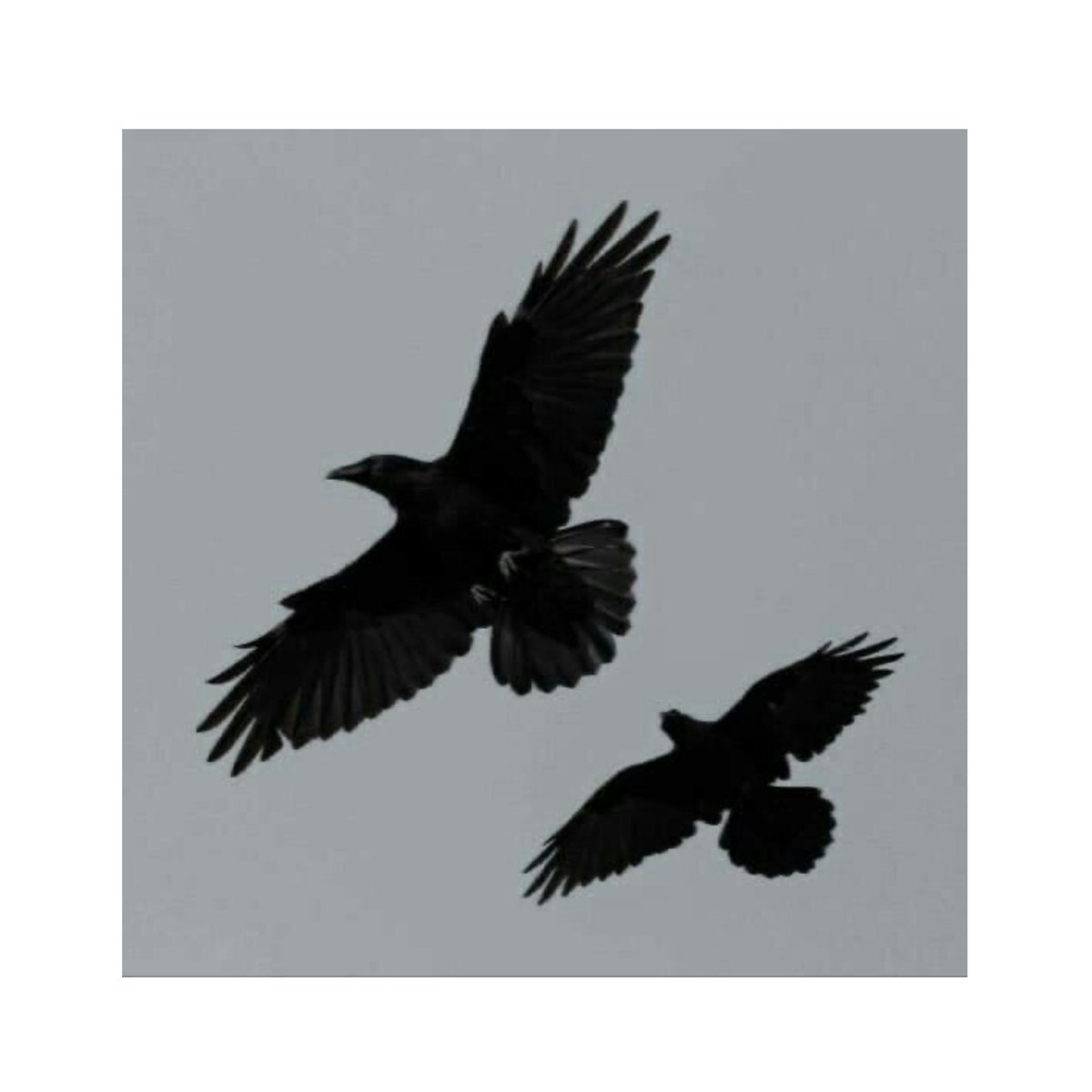 offlyingcrows's tweet image. ⠀ 「 ❝𝑻𝒉𝒆 𝒔𝒖𝒏, 𝒊𝒕 𝒃𝒓𝒊𝒈𝒉𝒕𝒆𝒏𝒆𝒅.

                  𝒂𝒏𝒅 𝒕𝒉𝒆 𝒄𝒓𝒐𝒘, 𝒓𝒆𝒕𝒖𝒓𝒏𝒆𝒅 𝒄𝒉𝒂𝒓𝒓𝒆𝒅 𝒃𝒍𝒂𝒄𝒌..❞ 」