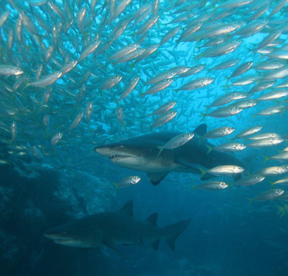 Ross Dwyer tweet media