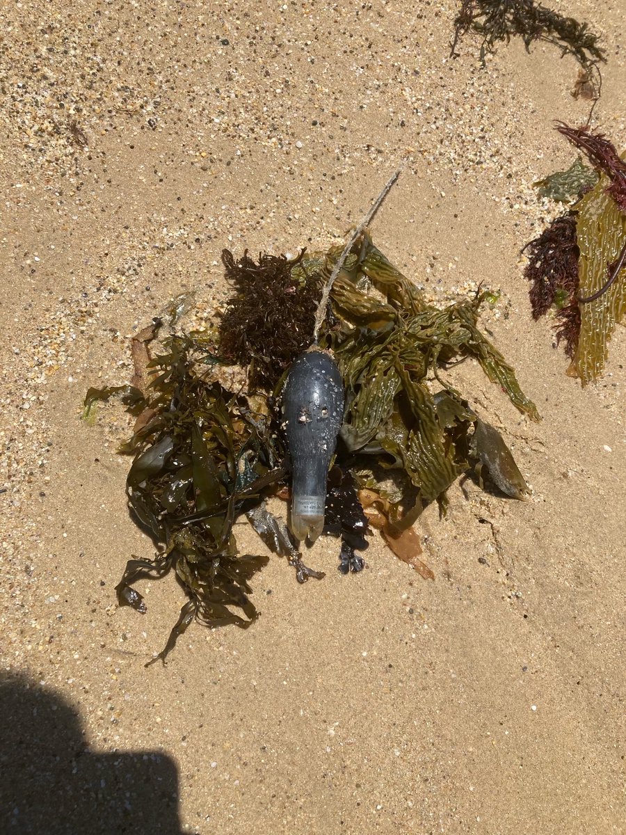 Ross Dwyer tweet media