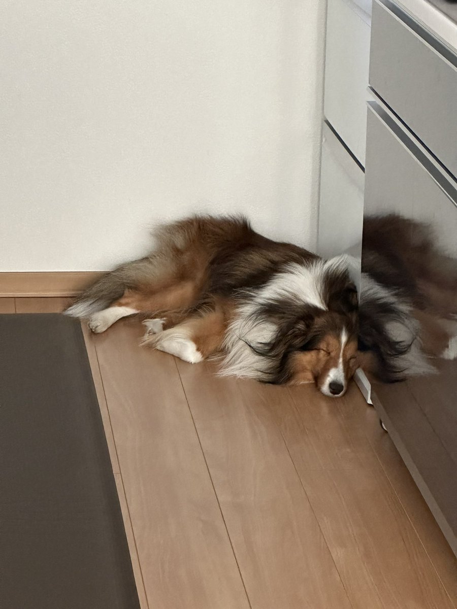 nanjmk's tweet photo. ちょっと気持ちが疲れているので
みんなのワンコ🐶で栄養補給したい🥹

慰めて😭 https://t.co/dNS6lrSp2Q