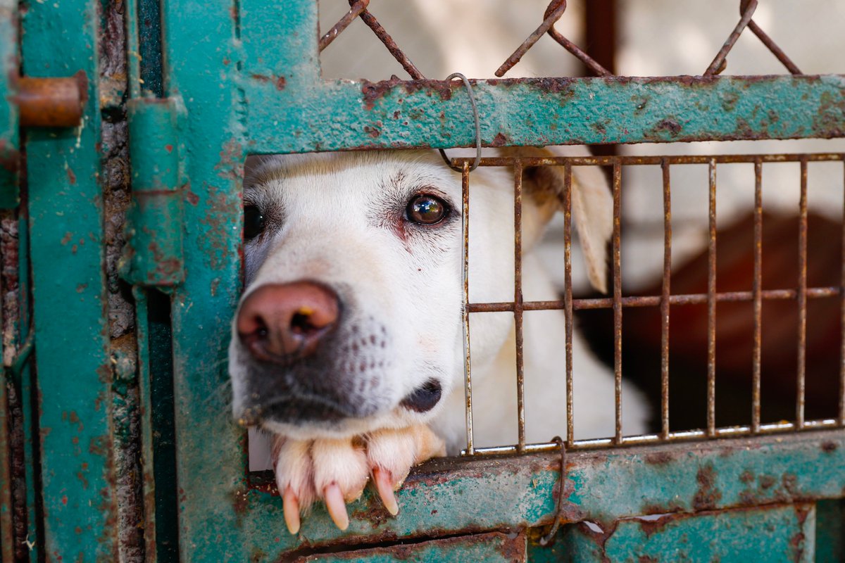 rickwriting60's tweet photo. I am spotlighting the issue of dog abuse in my advocacy project to raise awareness and promote animal welfare. #39canimals https://t.co/YzzJZAGyLy