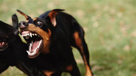 rickwriting60's tweet photo. In my research I found that "various forms of maltreatment alter dogs' typical behavior and mental states, offering insight into the deep scars left by abuse." This is why some dogs may be more aggressive than others. #39canimals https://t.co/ZyR2YcmFep