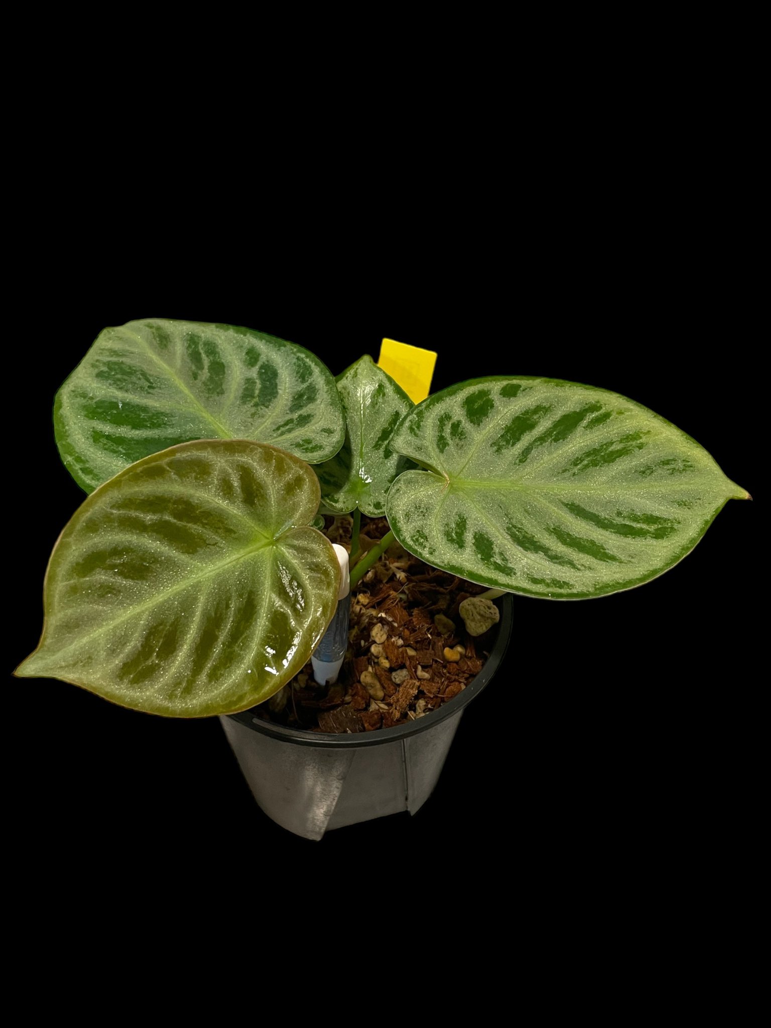 Plants_holic (ホリック) on X: 