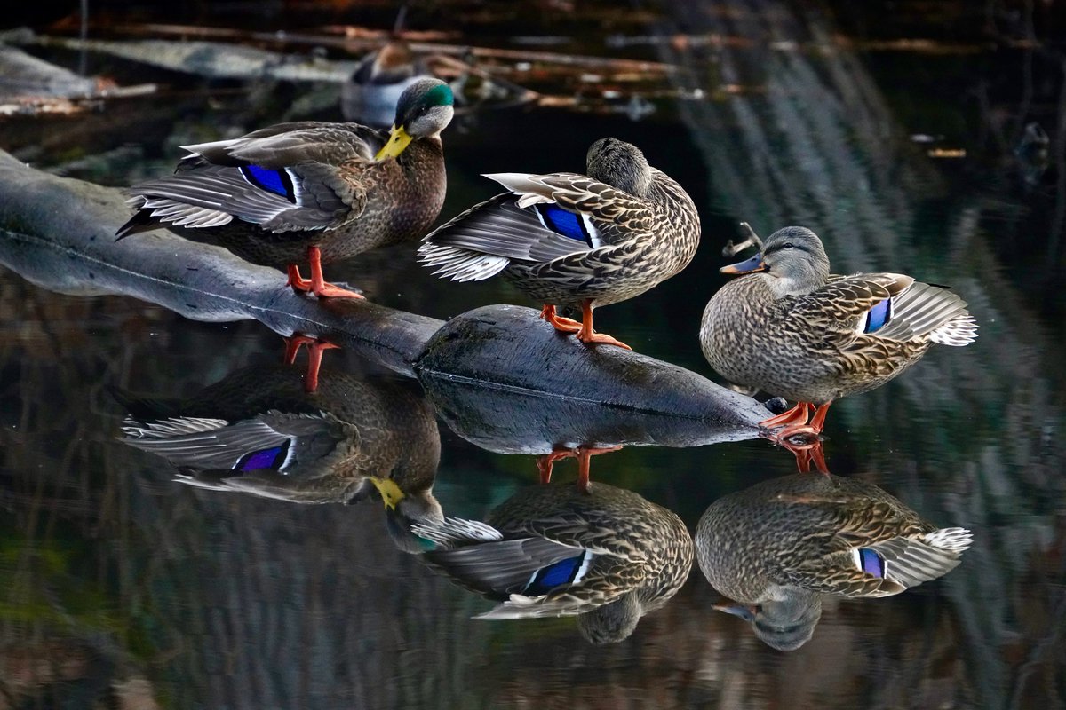 Preening 
#birds #birdphotography #naturephotography #wildlifephotography #worcester #worcesterma #centralmass #centralma #nature #wildlife #sonyphotography #sonya7riv #sonya7r4  #massachusetts #mallard #mallards  #ducks #TwitterNatureCommunity  #newengland #centralmassachusetts