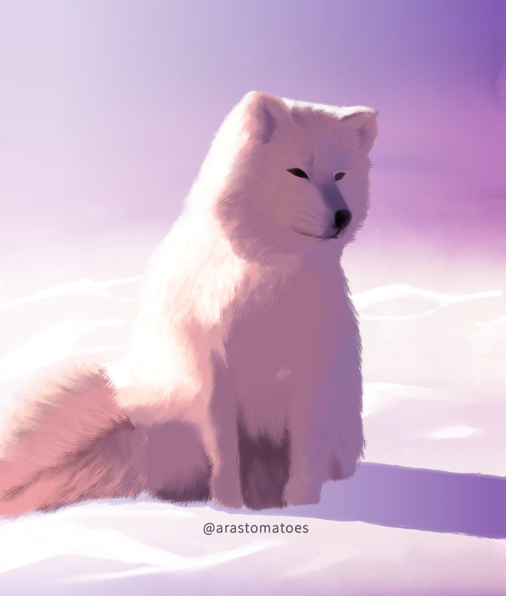 arastomatoes's tweet photo. Here's an artic fox in case you wanted the winter vibes ❄️ https://t.co/MaXhLwF6Wn