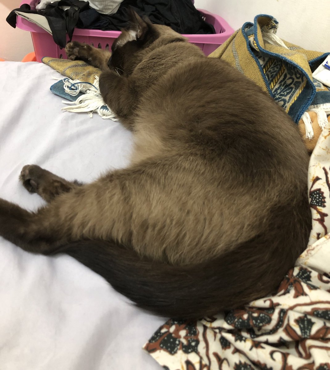 cemongkun's tweet image. Gembrot banget.