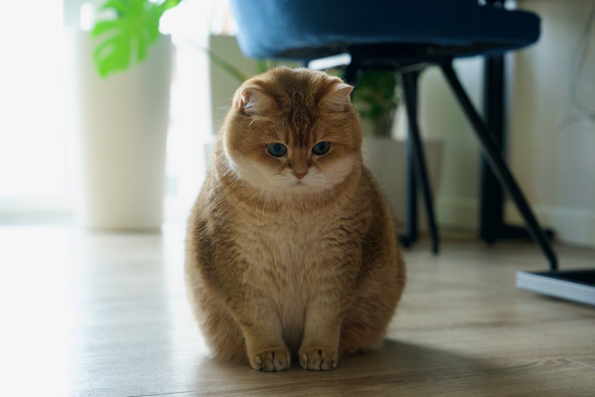 Hosico cat tweet media