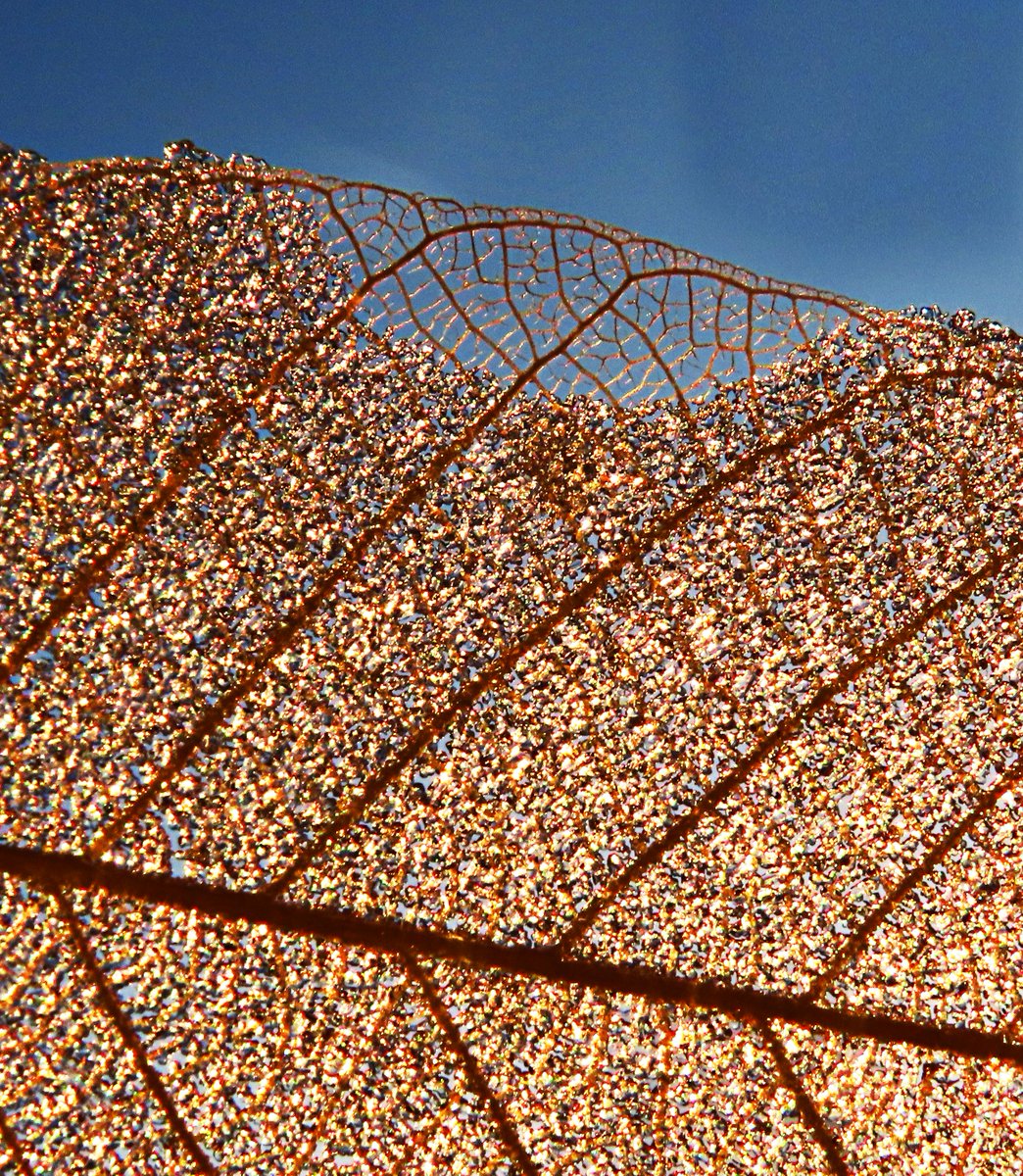 frosty leaf skeleton
