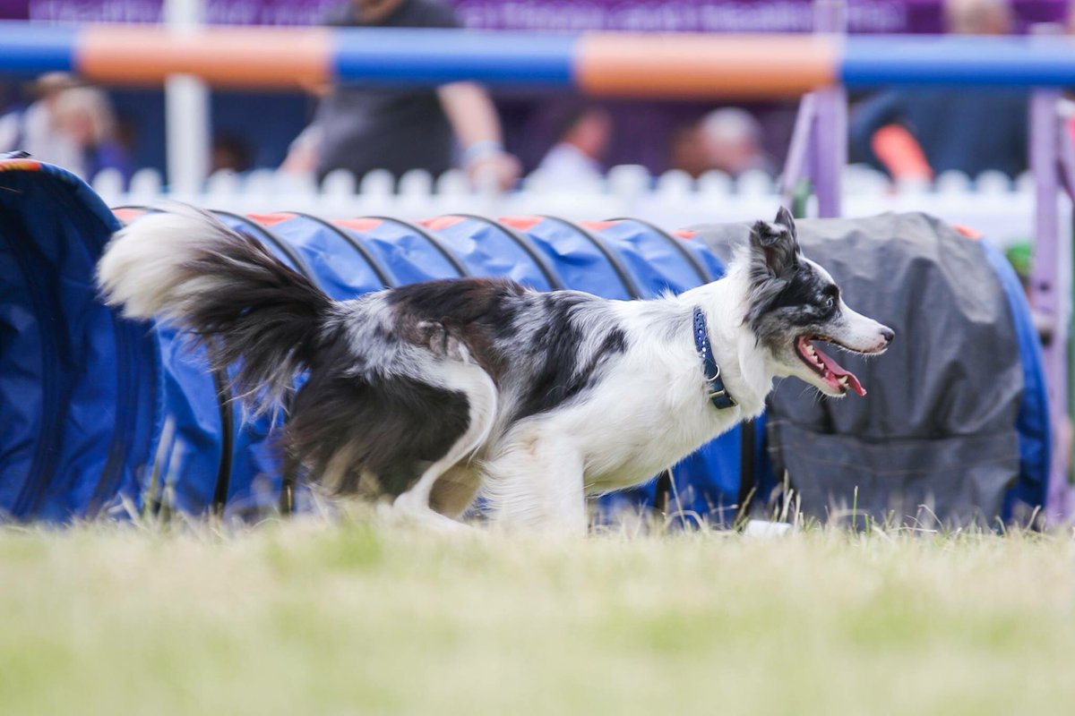 <a href="/WildPaw/">Karen Wild CCAB</a> Love agility.  I’ve been competing since 1988 and I’ve been lucky to have had such a close partnership with so many different dogs over the years.   Training using shaping and reward builds such enthusiasm, and a strong bond between us.