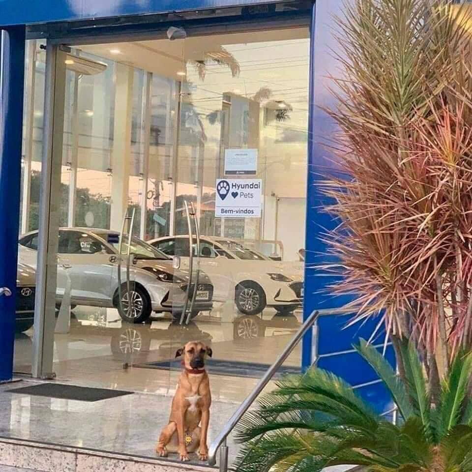 kiemnh3vi's tweet photo. Thái độ hơn trình độ!
Khứa này đã lang thang nhiều ngày bên ngoài đại lý HYUNDAI. Nhận thấy thái độ rất cầu thị của khứa, BQL cho thử việc được đánh giá là làm việc rất nghiêm túc và BQL quyết định trả lương theo ngày bằng pate và cơm #TikTok #gocmexe #xedep https://t.co/5ZucCj5uXl