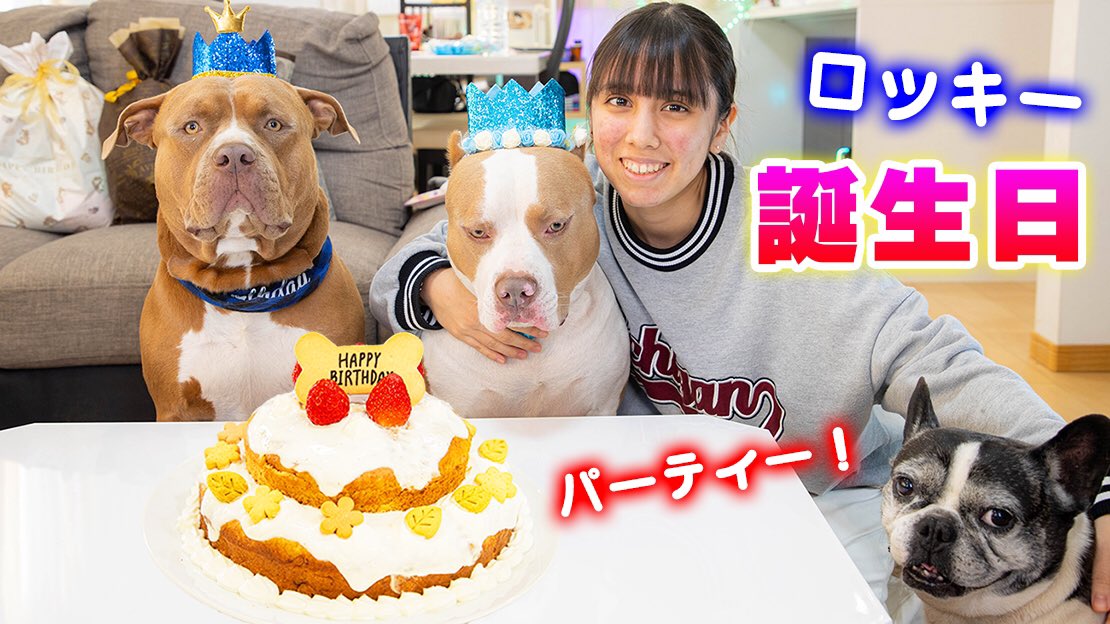 RikuChannel_'s tweet photo. ロッキーの誕生日パーティーの動画をアップしたよ✨プレゼントにケーキ！ロッキーも大喜び！是非YouTubeで見てね💕#アメリカンピットブル #誕生日 

ロッキー4歳の誕生日パーティー！プレゼントに巨大ケーキに大喜び！【アメリカンピットブル】 https://t.co/dN61V5nwRv vía @YouTube https://t.co/pBxrWiyGaw