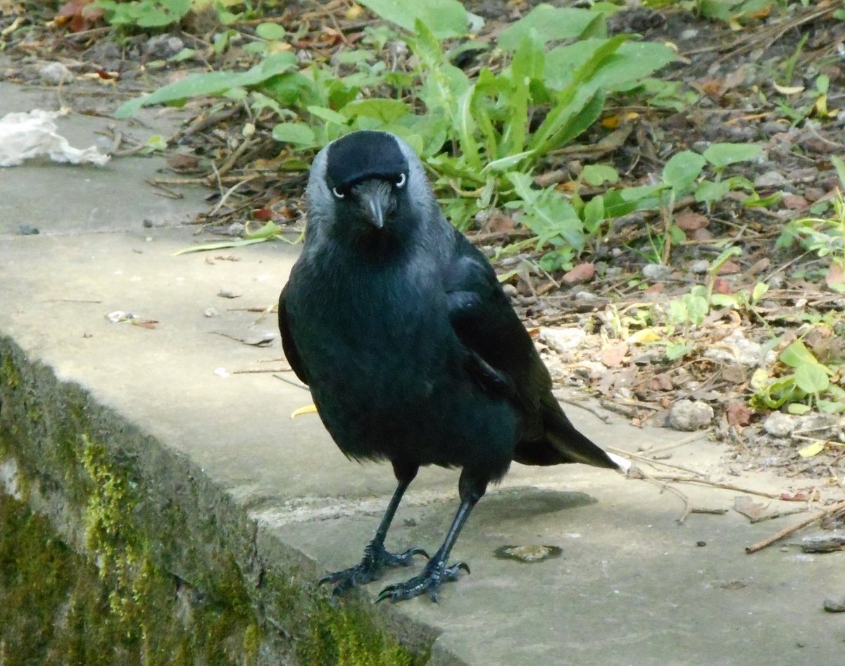 Ord1e's tweet photo. 'Tis a cold and frosty start here in #Wakefield Think this #jackdaw was after a share of my sandwich. Hope you all have an enjoyable day. #winter #Wednesday #smileawhile #staysafe https://t.co/ahVpzzsaNY