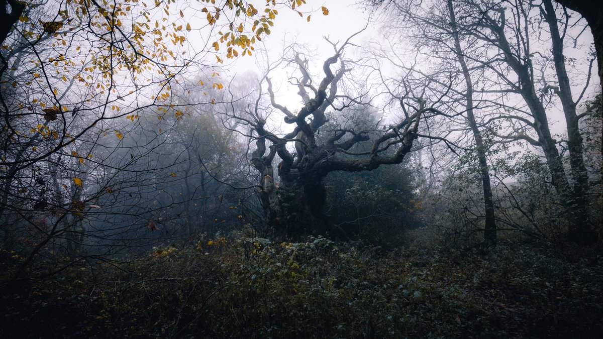 Beautiful and atmospheric conditions to photograph this ancient tree in a nearby woodland. @visitscotland #scotland #woodland #woodlandphotography