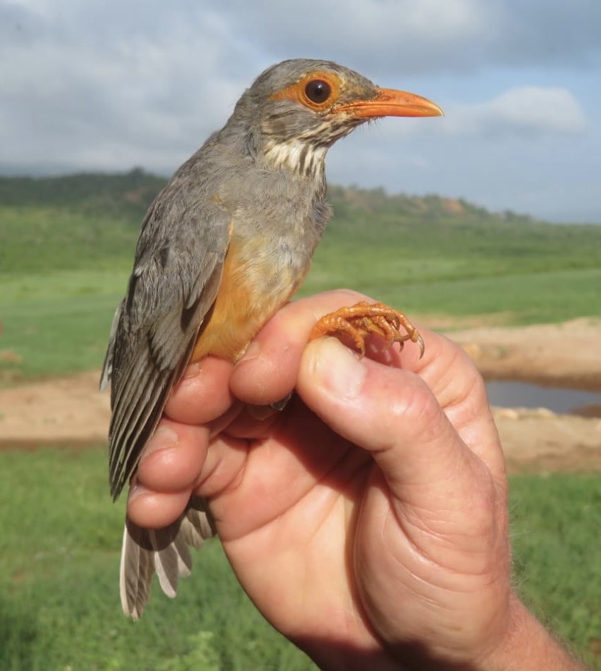 Day one of #nguliaringing in Tsavo West, Kenya. No big falls but some lovely local afrotropical birds including this smart #bare-eyedthrush ⁦@Martin__Cade⁩