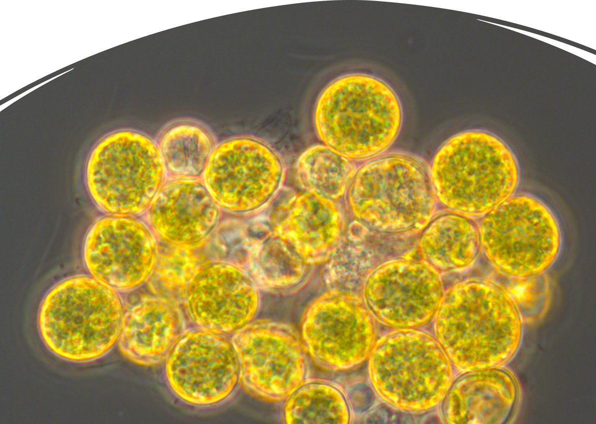 Do you love microbes, want to do a PhD, and are keen to make a difference in the sustainability of plastics production?

If the answer is yes, please join us for a PhD project in microalgal bioplastics production.

For more info, please visit: researchdegrees.uwa.edu.au/scholarships/v…