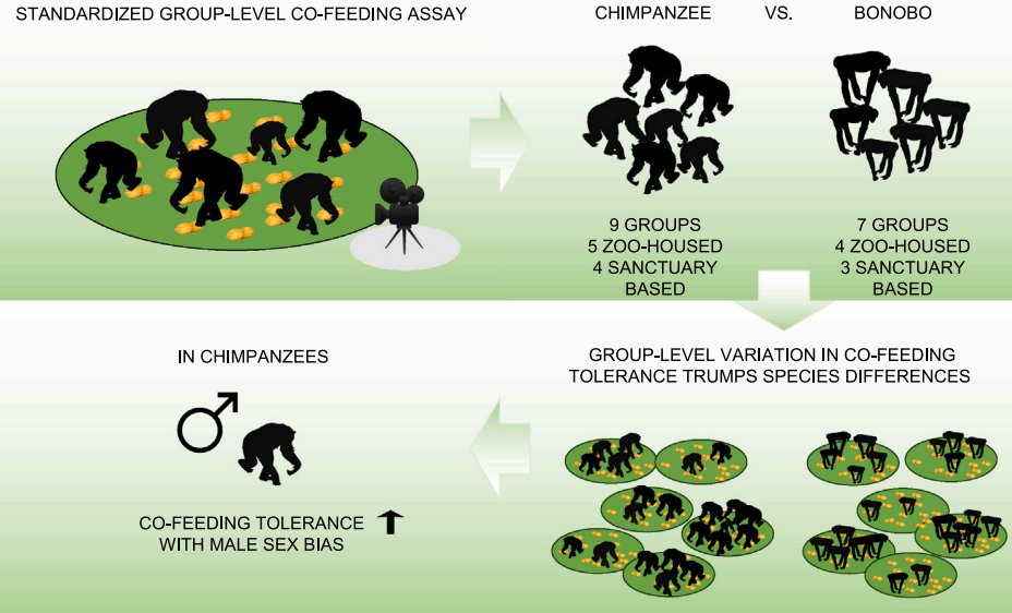 Excited to share our large-scale study comparing social co-feeding tolerance of bonobos and chimpanzees in 16 social groups across zoos and sanctuaries revealing no species-differences. Thanks to all coauthors and to all institutes for hosting us 🙌

doi.org/10.1016/j.isci…