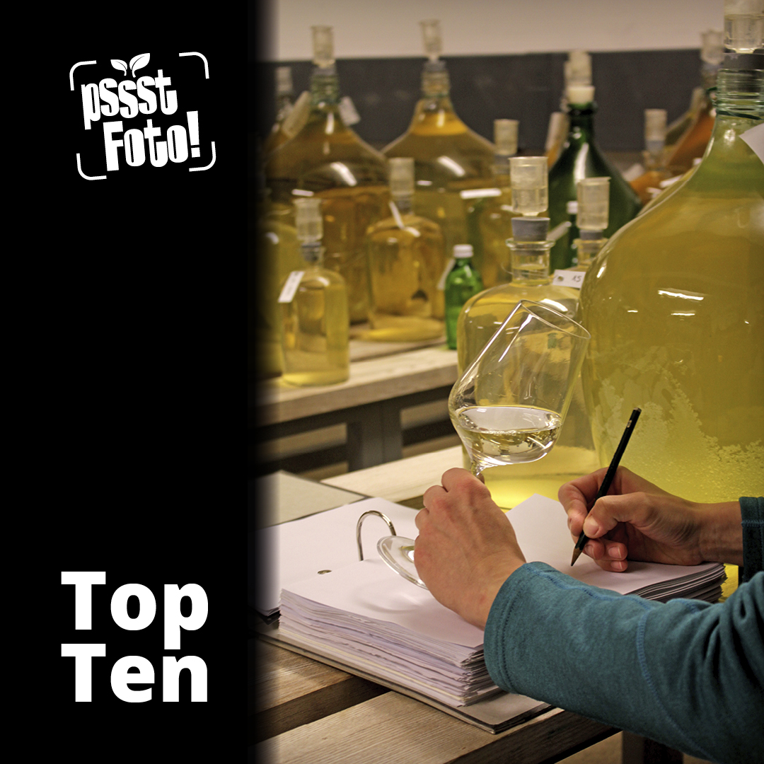 Ein Prosit! "Die Qual der Wahl" von Dr. Anna Kicherer vom JKI für Rebenzüchtung am Geilweilerhof in Siebeldingen ist in den TopTen im @blattgefluster Fotowettbewerb der #Pflanzenforschung. #Traumjob oder nicht? Das erfahrt ihr im Bildtext auf:  instagram.com/p/C0gXrKHBx2V/…  <a href="/JKI_Bund/">Julius Kühn-Institut</a>