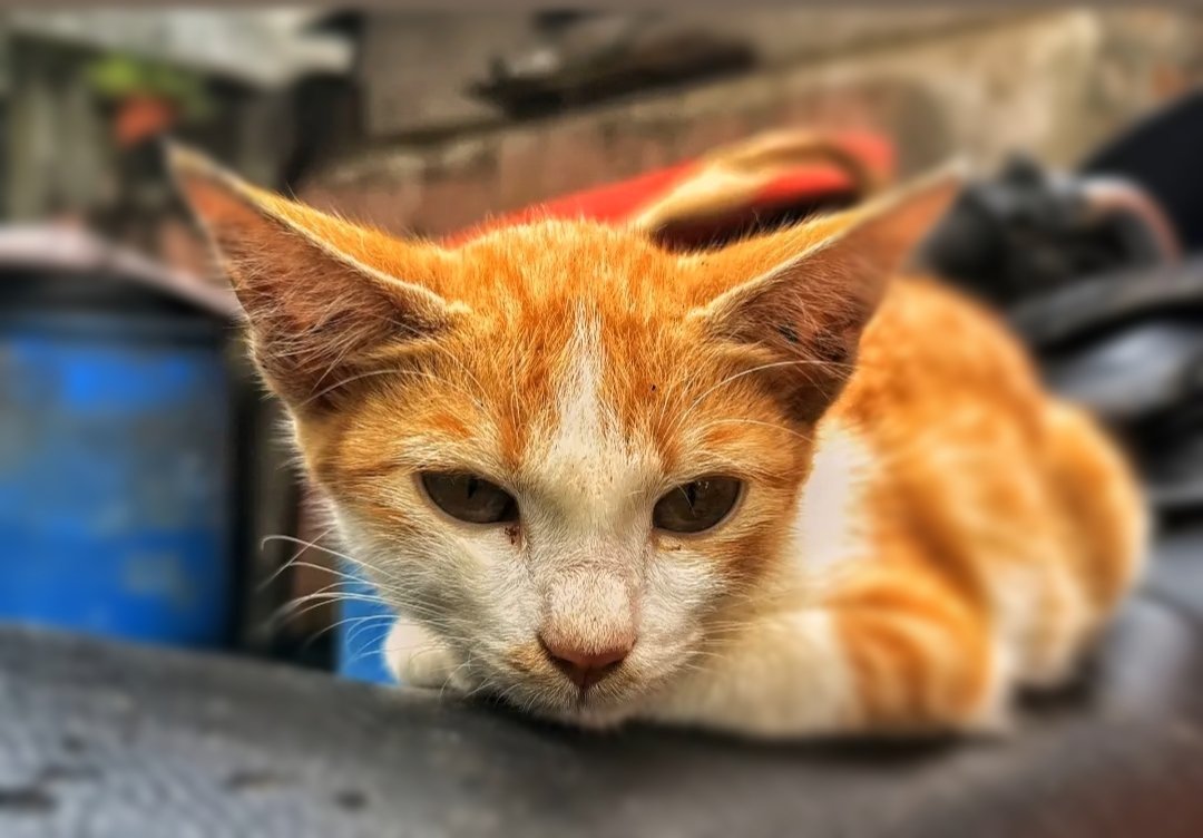 Meow Meow🐭🤩
#cats #Cattle #CatsLover #catsoftheday #catsofinstagram #shotononeplus #OnePlus12 #OnePlus