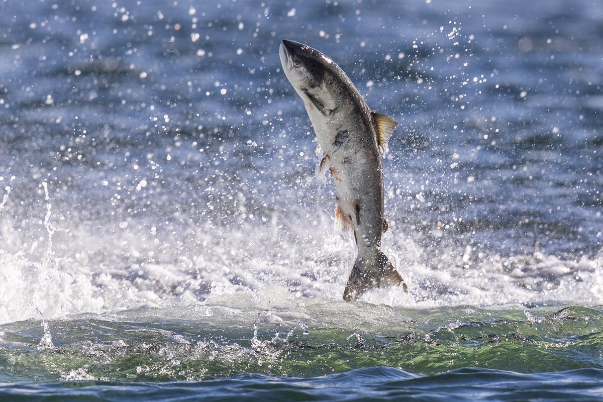 📣 <a href="/NatureChampions/">Nature Champions</a> News! 📣

<a href="/JohnSwinney/">John Swinney</a> is the new #NatureChampion for the Atlantic Salmon! 🐟

John will be working with <a href="/ScotWildlife/">Scottish Wildlife Trust</a> to champion this iconic species in <a href="/ScotParl/">Scottish Parliament</a>.

Find out more 👇
scotlink.org/species/atlant…

📸 @Dolphinchaz