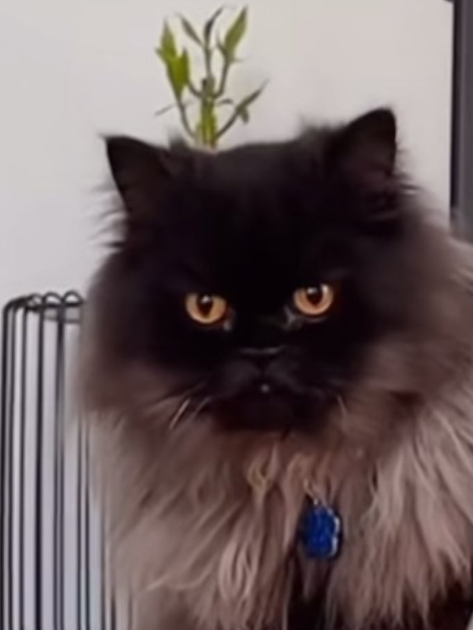 maggiekt_'s tweet image. TimTim sighting… cutey bebie 🥹🐈‍⬛🤏🏼

#KURSE #VisarRoyalFamily #TimTim 

🥫: Yani IG story