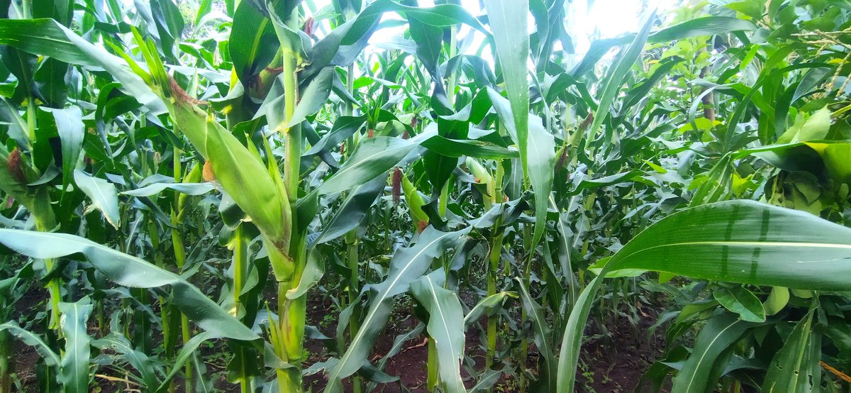 Lion_Casperin's tweet photo. When the rains stops the sunshine does it's work. @Fredmunene_
#YouthInAgriculture
#Greenmaize https://t.co/7uix7sqRJe