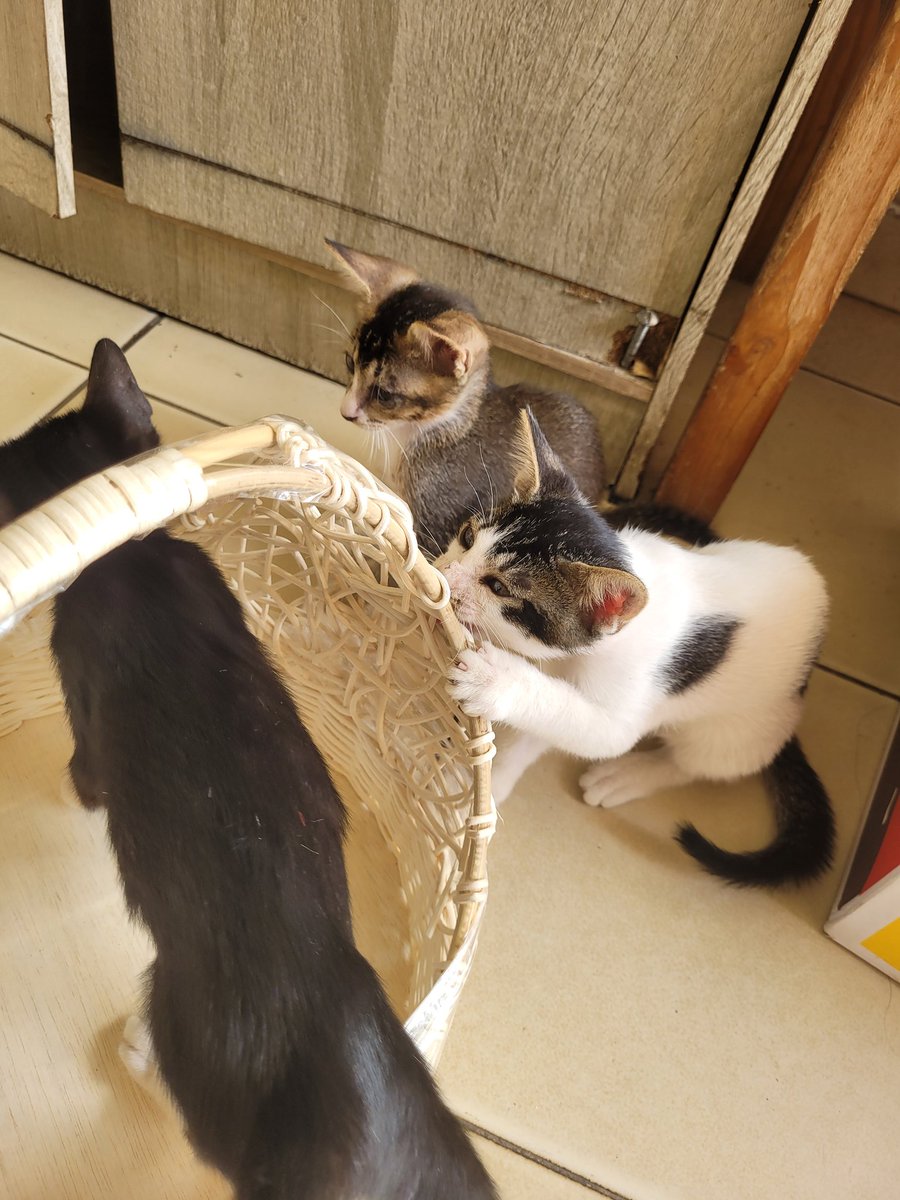 seagulllgirl's tweet photo. Please adopt dong #adoptkucing #kucingfree dom tgr jkt
Mereka lucu2 kok suka iseng aja emang
Kalau mau minta dianterin ke tempat tujuan gpp kok. Ngga dijual aka gratis kok https://t.co/vOUEo765t0