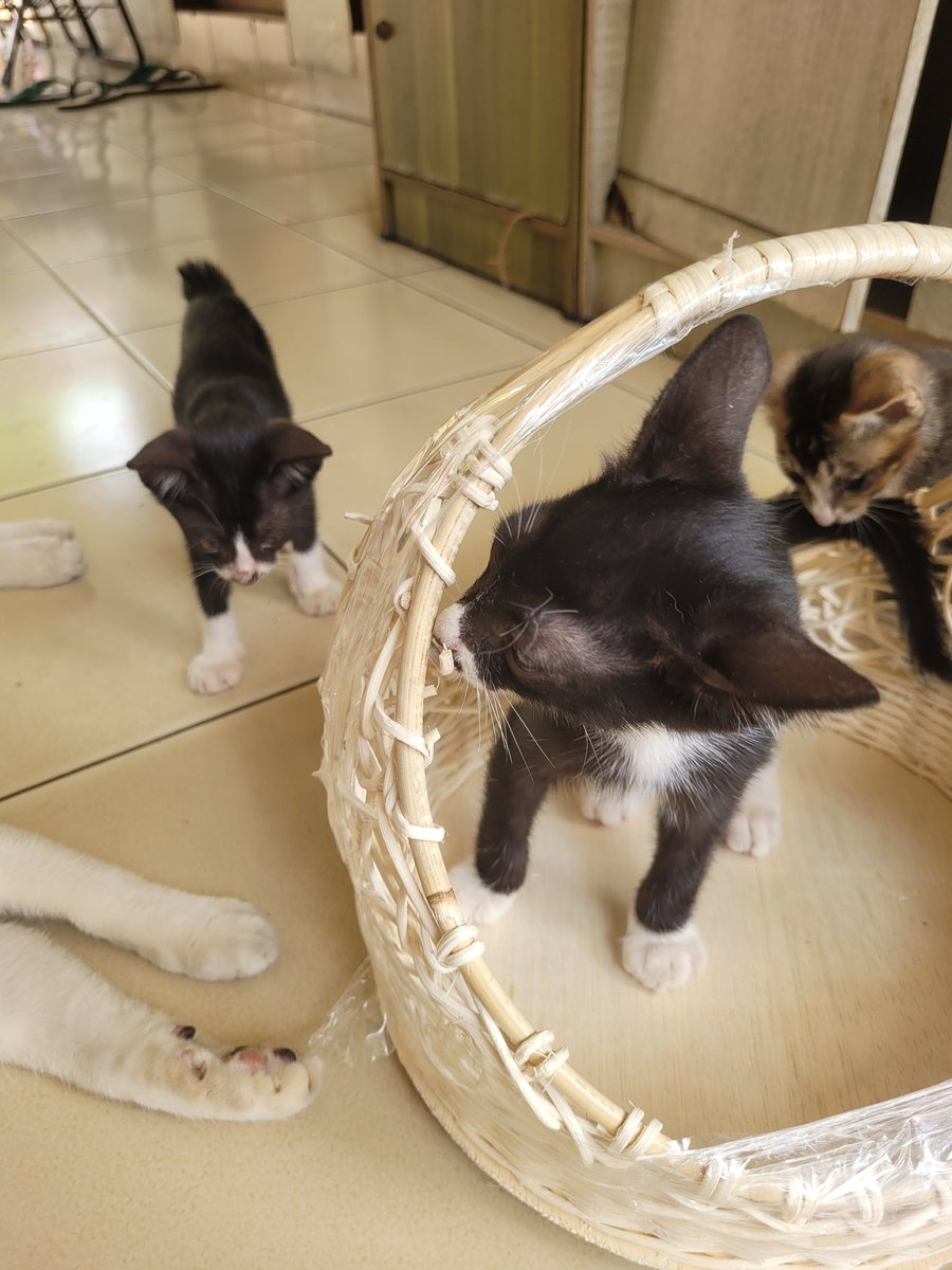 seagulllgirl's tweet photo. Please adopt dong #adoptkucing #kucingfree dom tgr jkt
Mereka lucu2 kok suka iseng aja emang
Kalau mau minta dianterin ke tempat tujuan gpp kok. Ngga dijual aka gratis kok https://t.co/vOUEo765t0