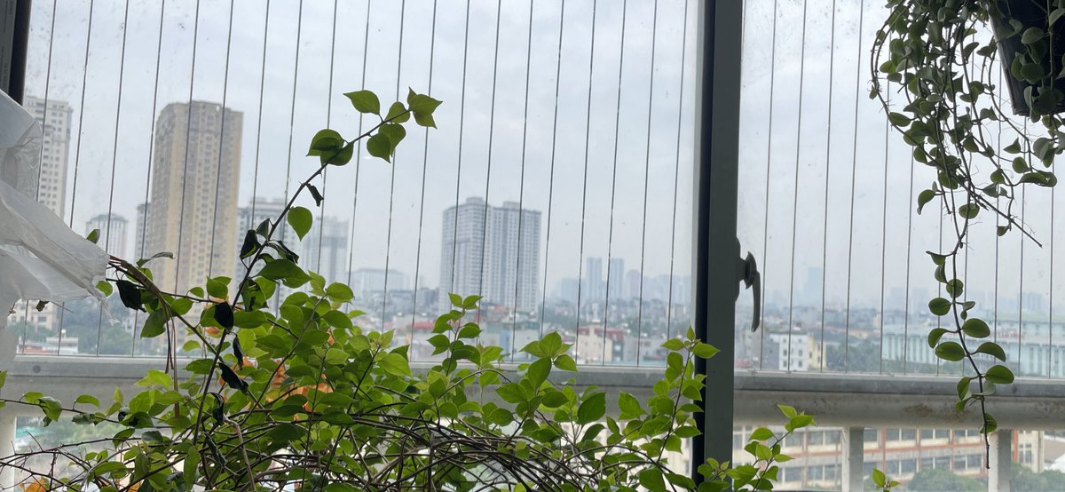 CamMaster's tweet photo. View Ha Noi - Viet Nam 
From my house 

Flower “Hoa Giấy” https://t.co/ptpCOD4v1P