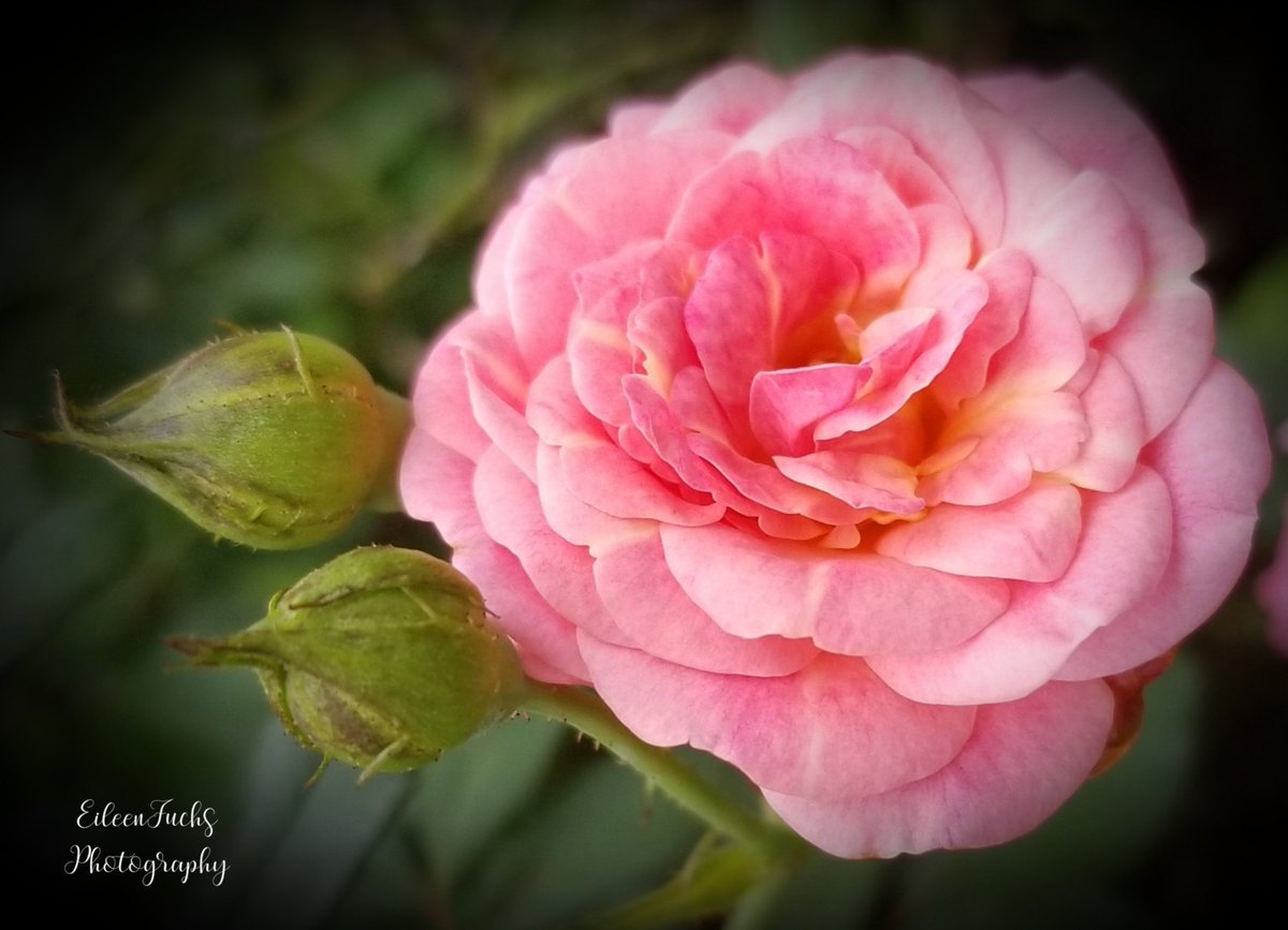 HomeSweetFL1's tweet photo. "One is loved because one is loved. No reason is needed for loving." -Paulo Coelho
🌸🌿😍🍃🌺🌿💞🍃😊🌿🌸
#RoseWednesday #photography #flowerphotography #Flowers #Rose #gardening #NaturePhotography https://t.co/RZHJ4LBnoX