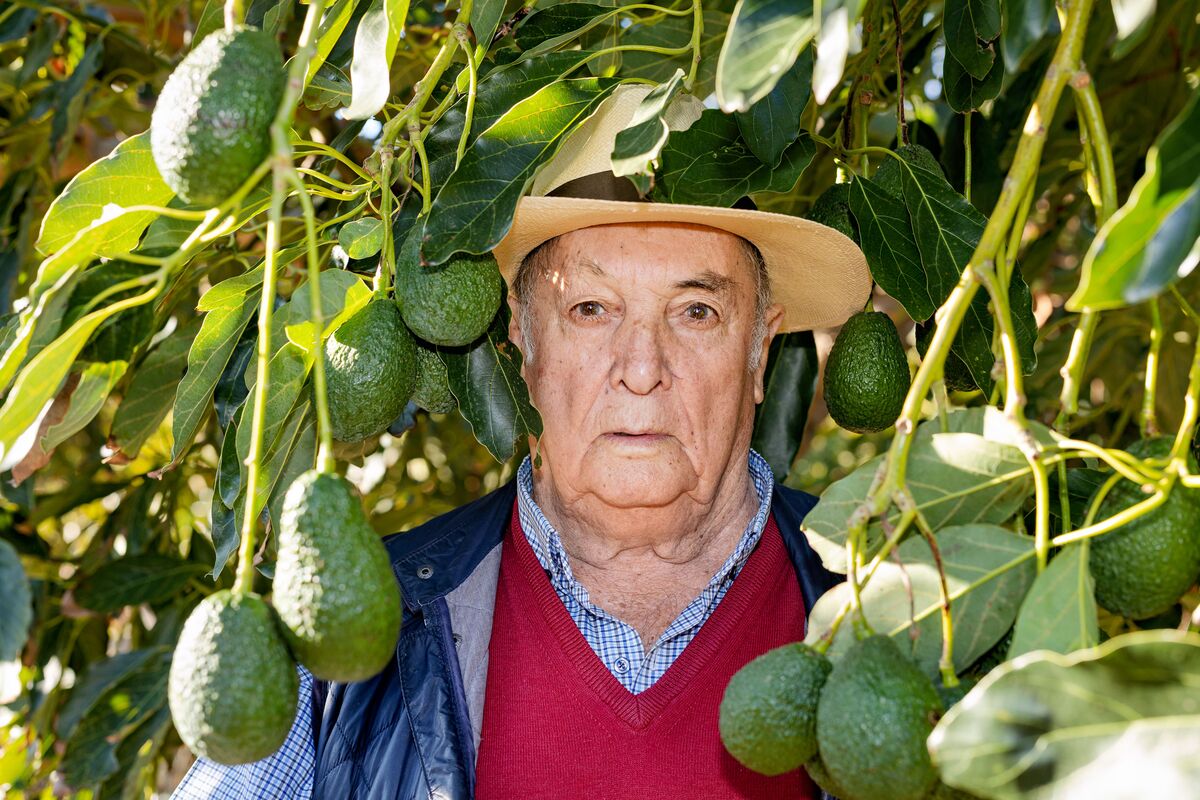 Zoe Schneeweiss (@zschneeweiss) on Twitter photo It’s too dry for Southern Spain’s once-thriving avocado industry bloomberg.com/news/articles/… via <a href="/clarahenz/">Clara Hernanz Lizarraga</a> It’s too dry for Southern Spain’s once-thriving avocado industry bloomberg.com/news/articles/… via <a href="/clarahenz/">Clara Hernanz Lizarraga</a>
