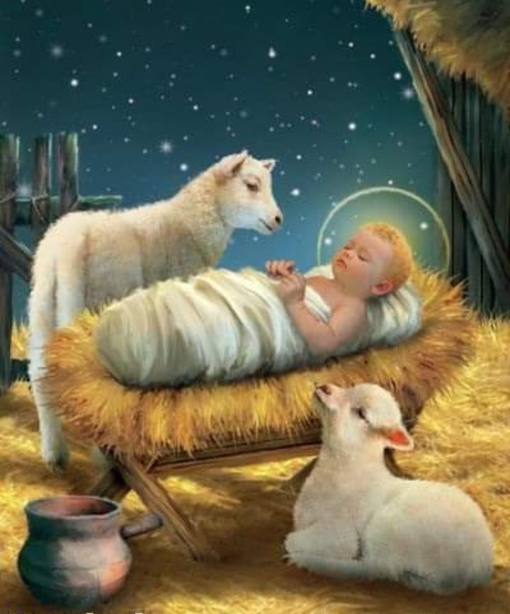 e_advertainment's tweet photo. Baby and Lambs | Eureka Pet Shop; Link in Bio
#baby #lambs #lamblovers #cattlelovers #amazon #amazonfinds #amazonfavorites #founditonamazon #amazoninfluencer #petinfluencer #shahbazasghar #eurekapetshop #eureka_advertainment https://t.co/fGqEnYd7hU