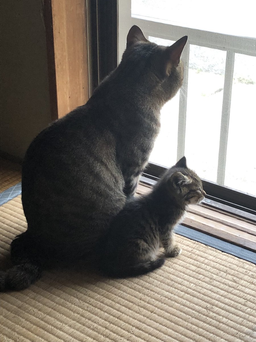 maro_02_'s tweet photo. ちっちの成長が早すぎる( °_° )！

#保護猫 https://t.co/fjf2Oayi0A