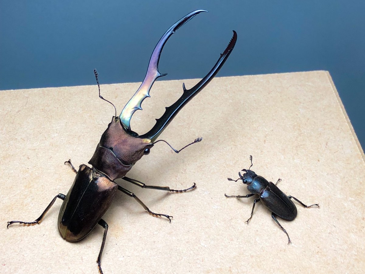 立体展足標本 メタリフェルホソアカクワガタ 雌雄の体格差がすごい虫です