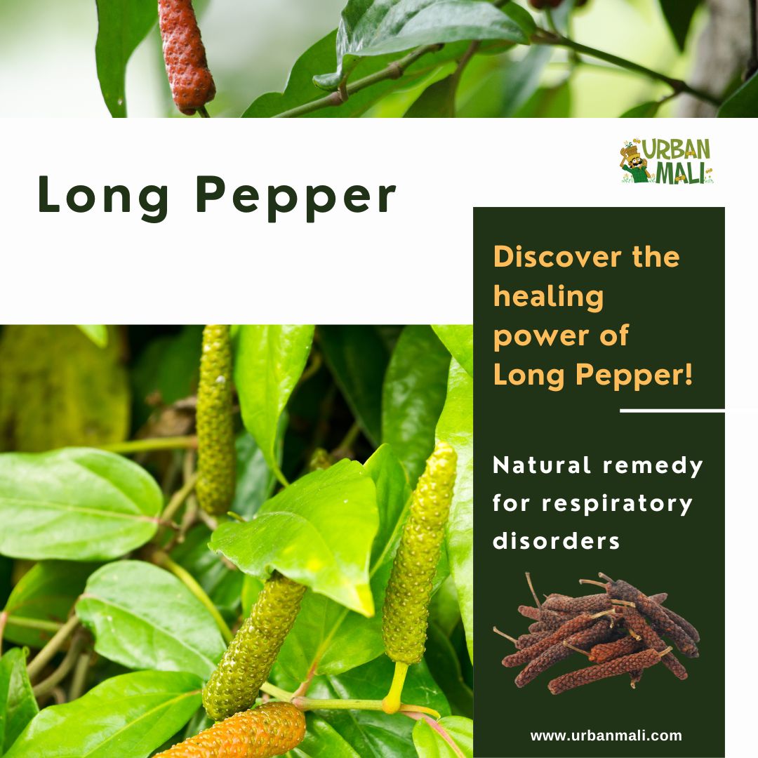 Unearth the secrets of wellness in Long Pepper.

Long Pepper, a herbal marvel, brings relief to your respiratory woes. Breathe in nature's remedy.

#HealingHerbs #LongPepperMagic#plantaddict #urbanmali #urbangardening #homegardening #bangaloregardeners