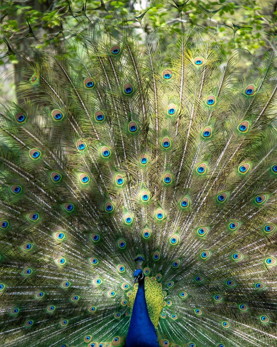 While everyone scrambles to put up their festive season decorations, the peacocks of Cataract Gorge effortlessly steal the show. 📍 Cataract Gorge 📷 IG/neishabreen #DiscoverTasmania