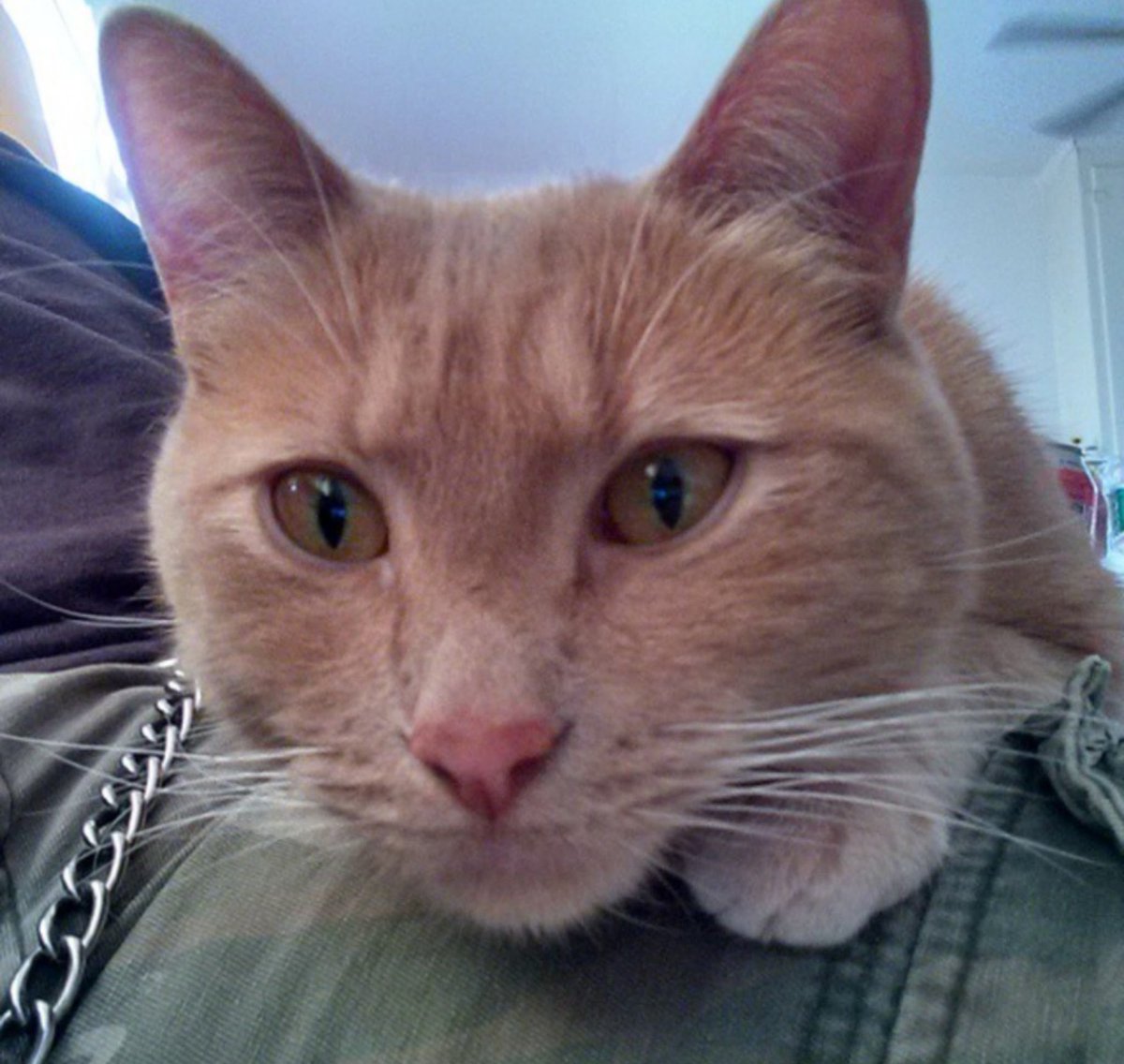 Mattyboy1972's tweet image. Good bye KURO my sweet little dude
If i'd known those morning cuddles were going to be our last I'd have stayed in bed a bit longer before going to work 
💔