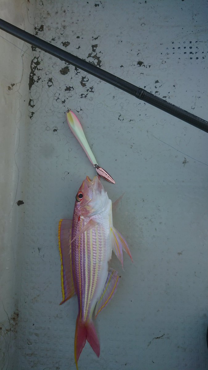 ＭＫＣ tweet media