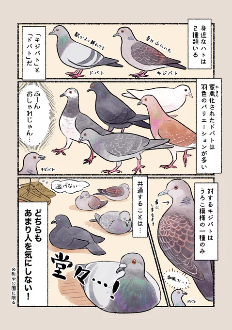 意外と知らない鳥の生活
「実は2種類いる町中のハト」
ドバトとキジバトでこんな違いがあります。 
