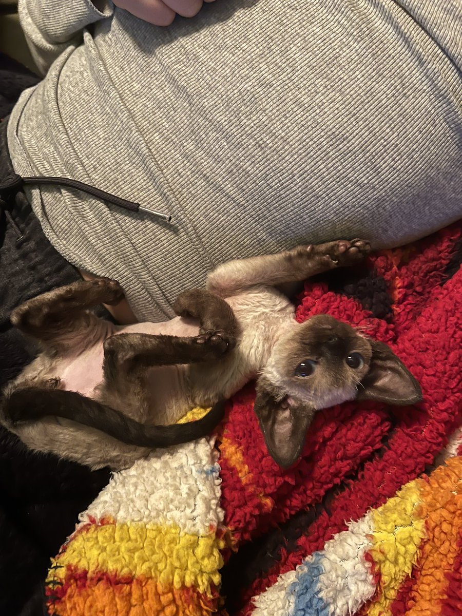 jelizabethbara's tweet photo. Look at my cat. Look at him. Look at my cat https://t.co/p5AjdXePIs