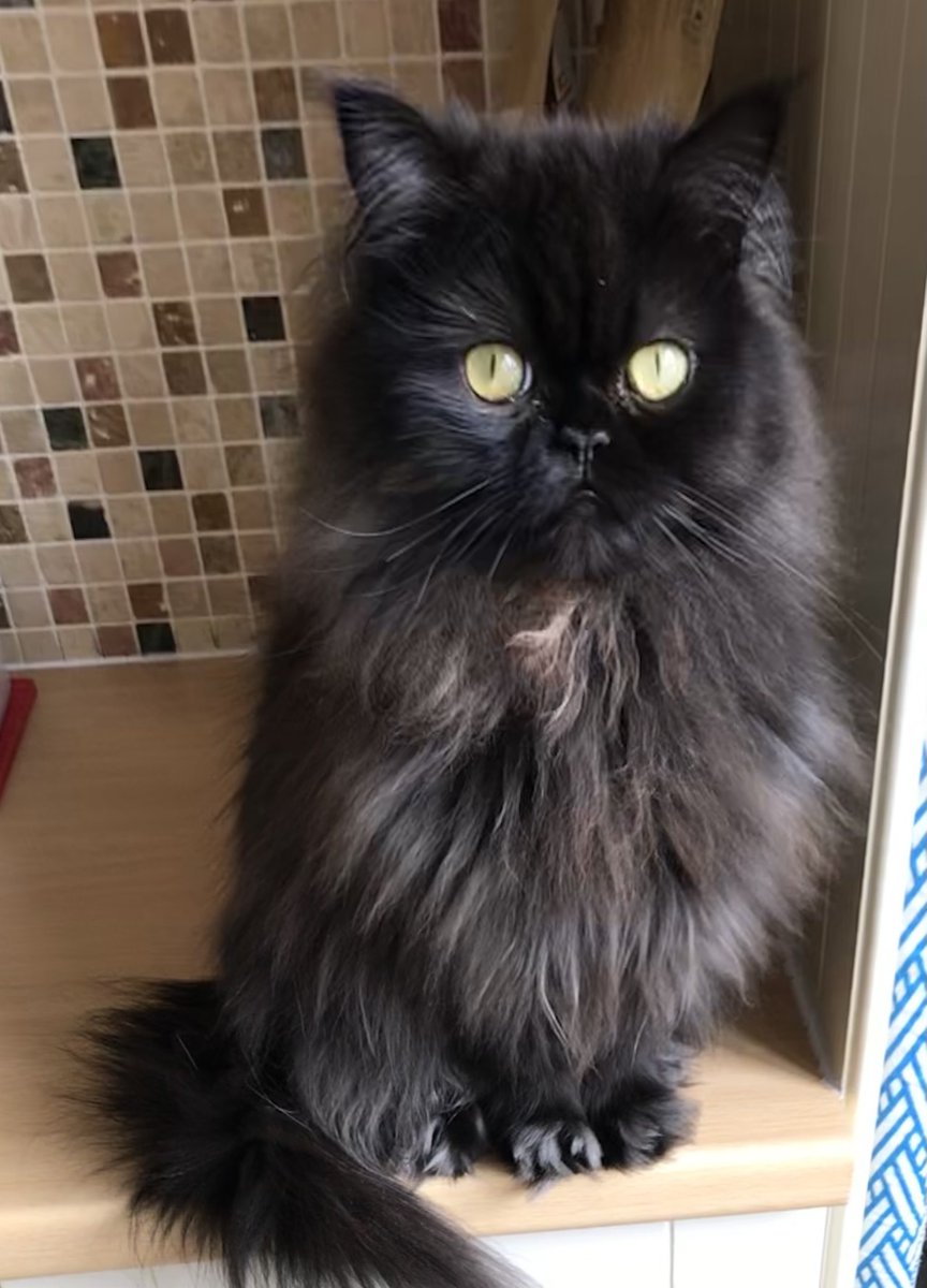 DomainDoris's tweet photo. My whiskers tell me I’m in with a shout for second brekkie this #whiskerswednesday Always trust your whiskers pals! #wednesdaywisdom 😻 #cats #Hedgewatch #CatsOfTwitter https://t.co/RFSPRaBTAY